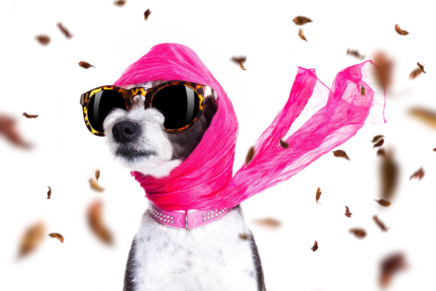 CELEBRITY PET TRUSTS CELEBRITY PET TRUSTS